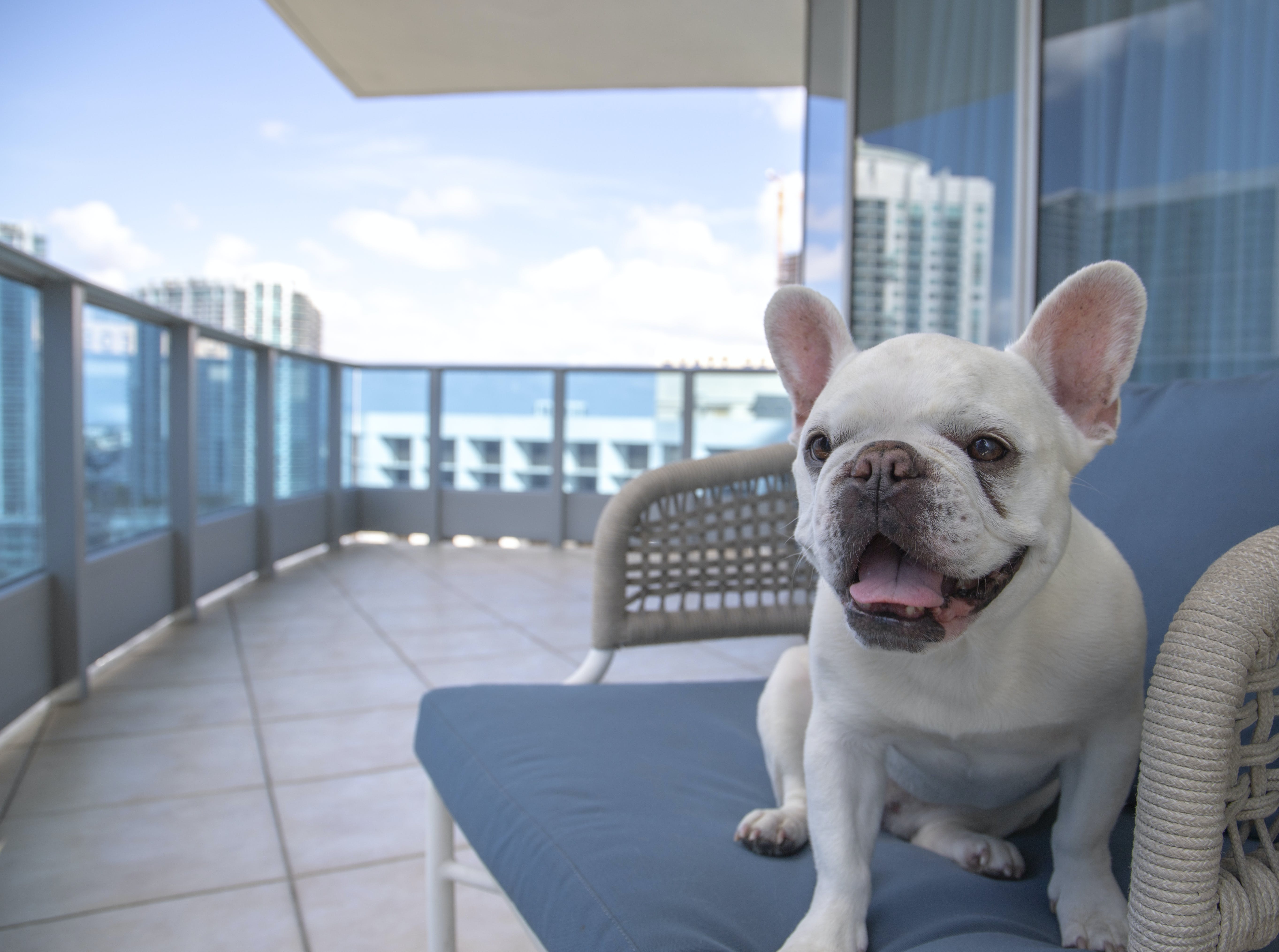 Pet-Friendly Vacations: Traveling With Your Dog Just Got Easier